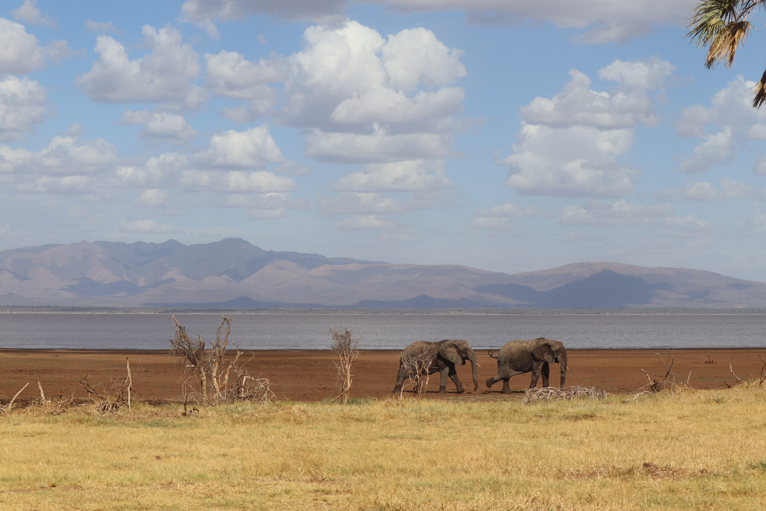 Leone sdraiato su un kopje nel Serengeti