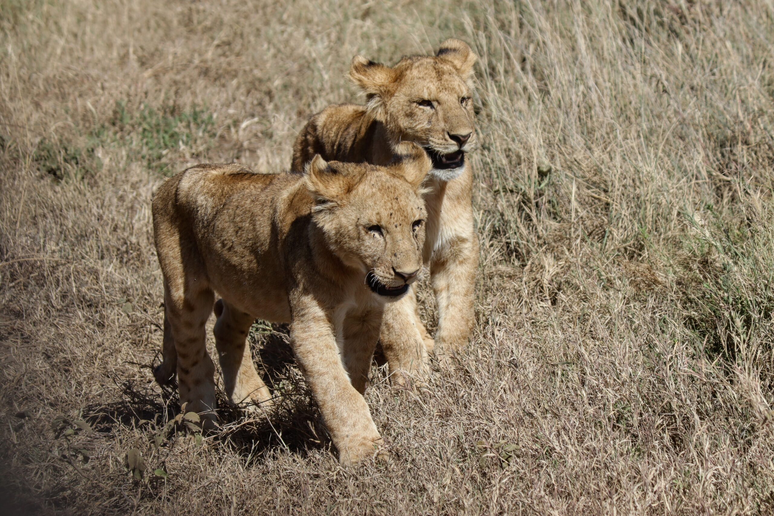 Safari in jeep nella savana del Serengeti