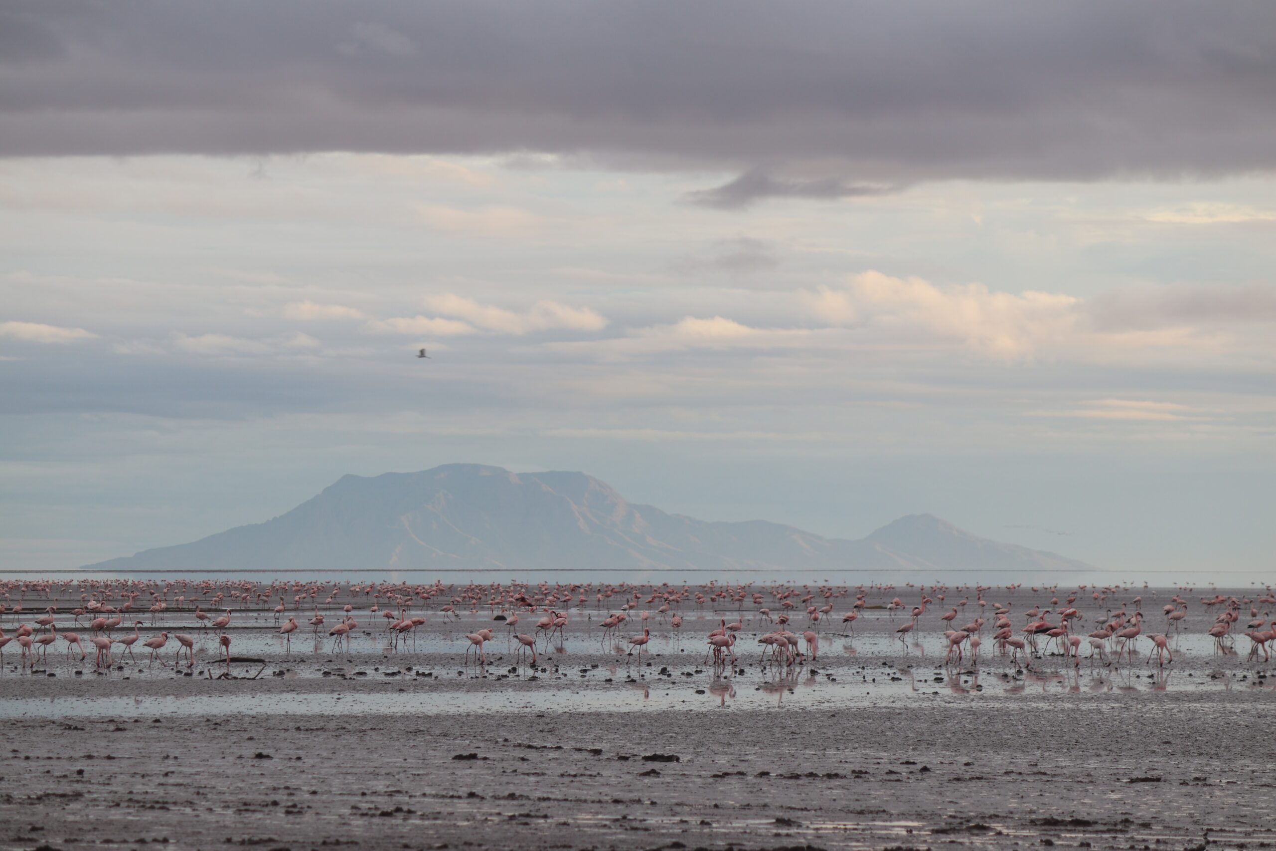 Cratere di Ngorongoro con animali nella caldera