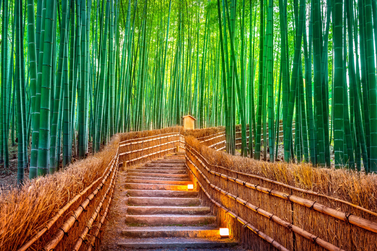 Foresta di Bambù di Arashiyama, Kyoto