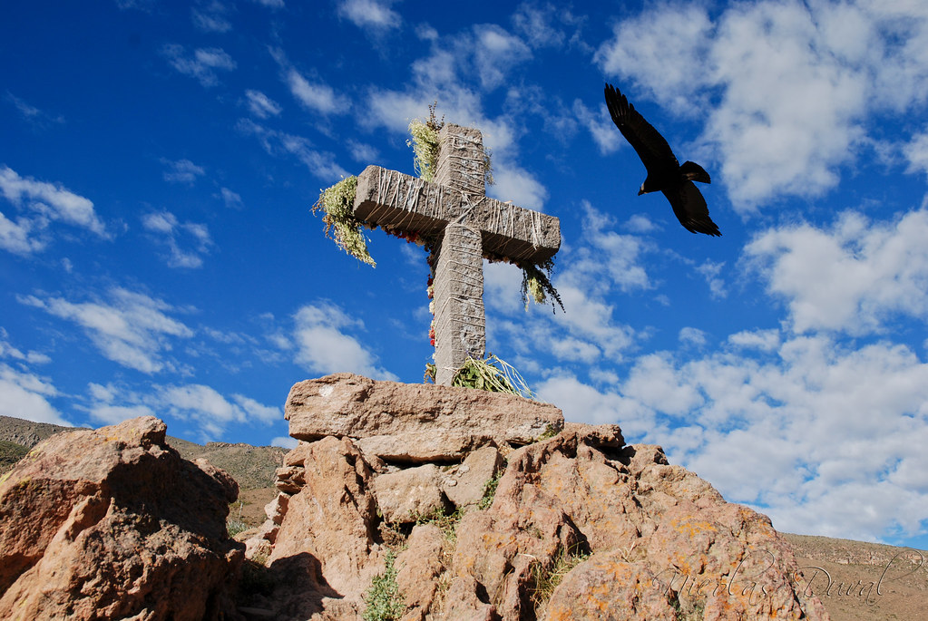 Condor in volo al Colca Canyon