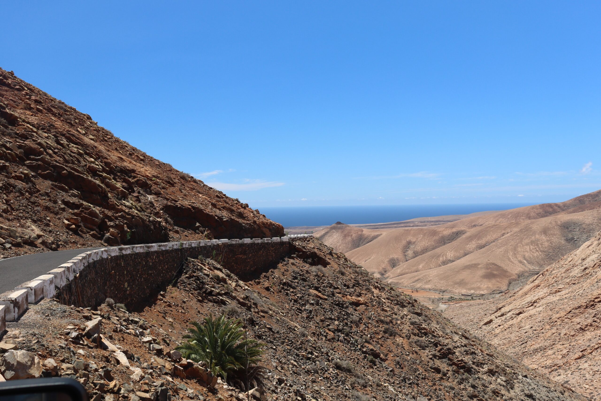 Scoiattolo di Fuerteventura