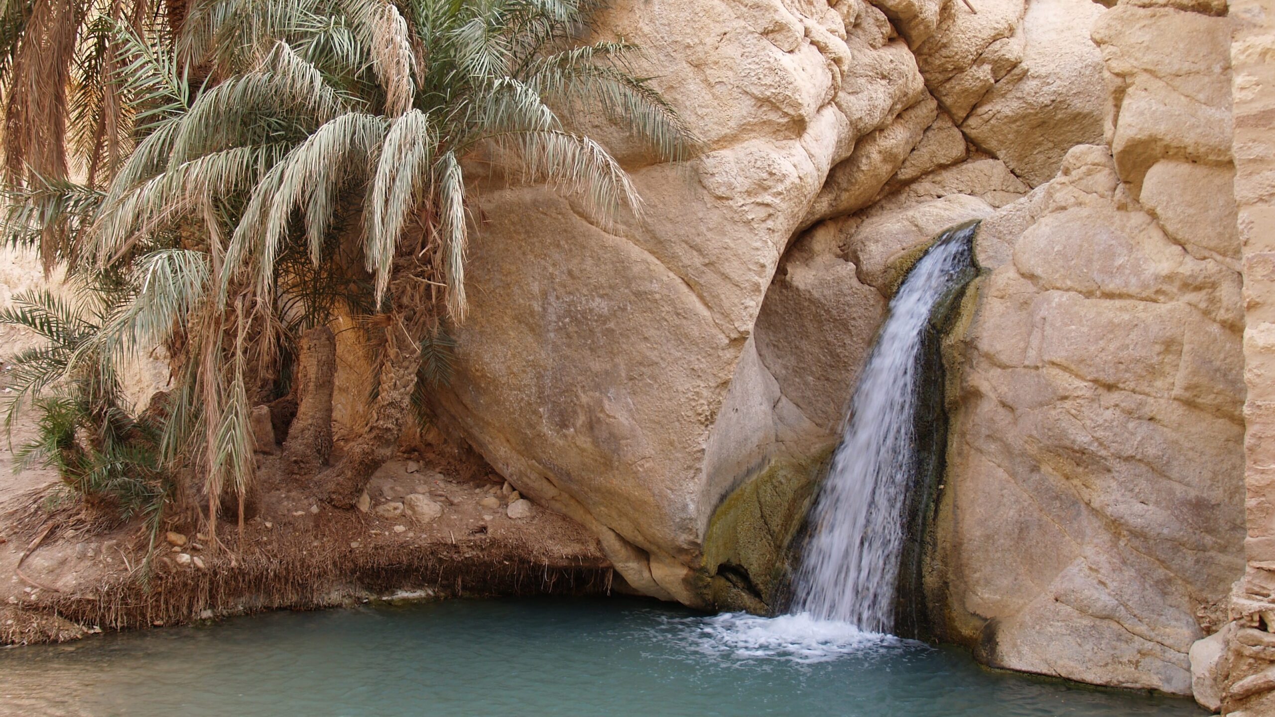 Oasi di Tozeur e Palmeto